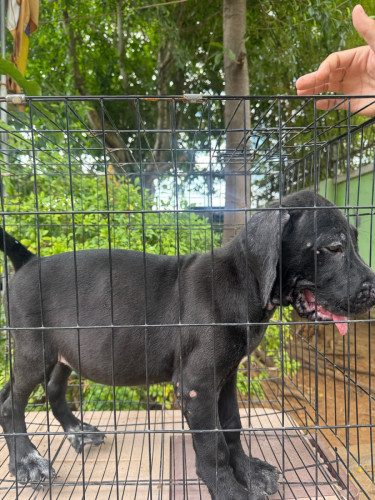 កូនGreat Dane ញី