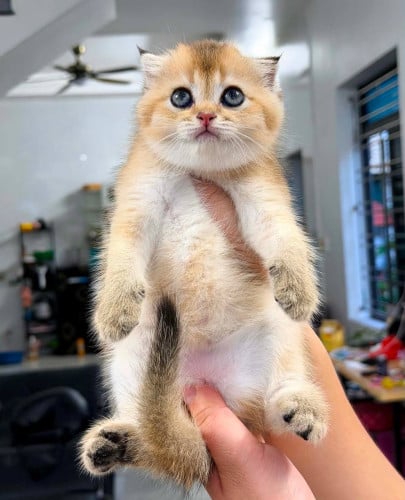 🐱✨ Golden Shaded Baby Available ✨🐱