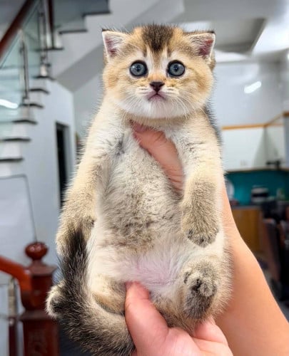 ๐ฑโจ Golden Shaded Baby Available โจ๐ฑ