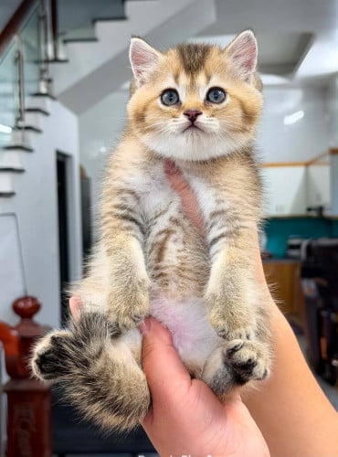 ๐ฑโจ Golden Shaded Baby Available โจ๐ฑ