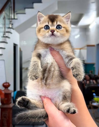 ๐ฑโจ Golden Shaded Baby Available โจ๐ฑ