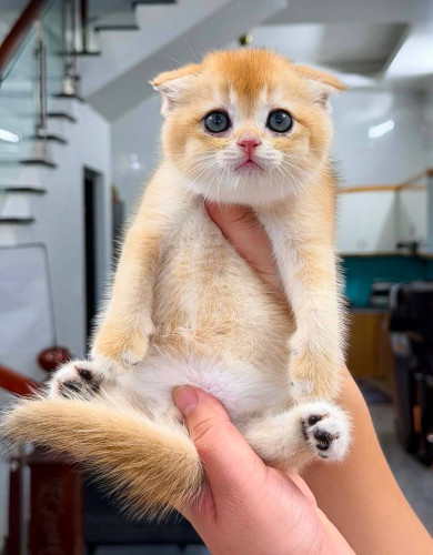 ๐ฑโจ Golden Shaded Baby Available โจ๐ฑ