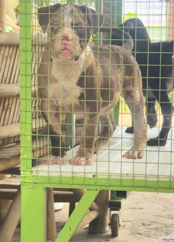 Bandog ញី
