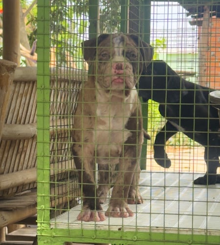 Bandog ញី
