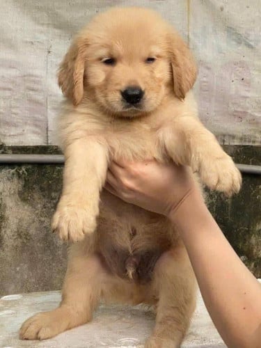 Golden