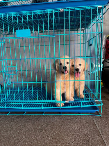Golden retriever