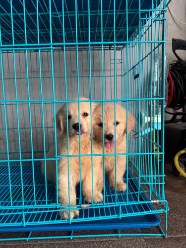 Golden retriever
