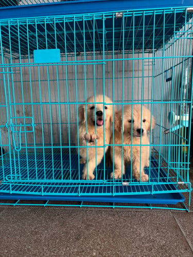 Golden retriever