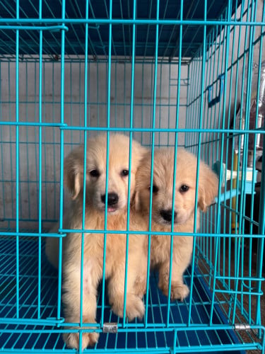 Golden retriever