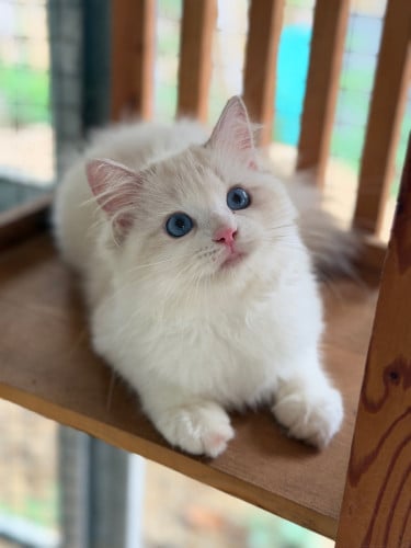 Ragdoll cat