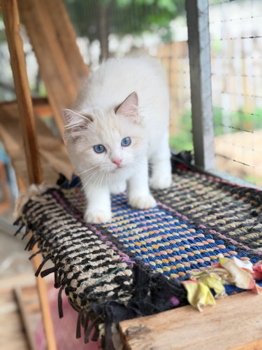 Ragdoll cat