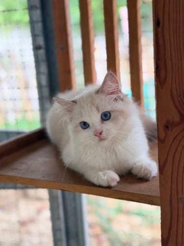 Ragdoll cat