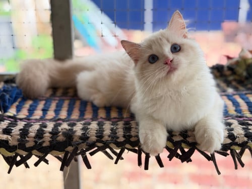 Ragdoll cat