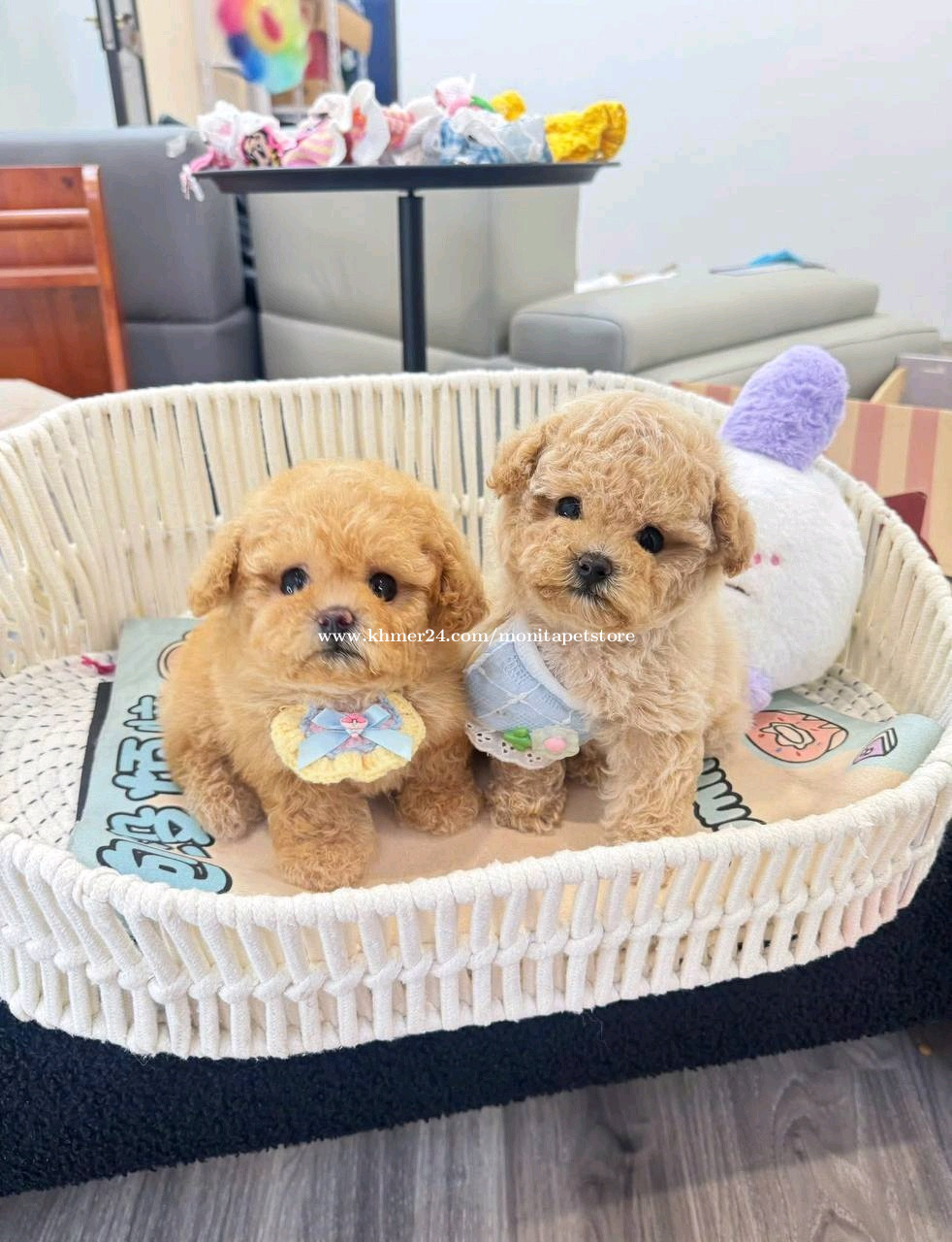 Poodle vip
