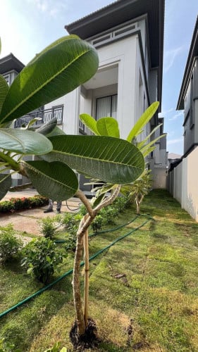 វីឡាសំរាប់ជួលនៅបុរីជិបម៉ុងហ្គ្រេនភ្នំពេញ