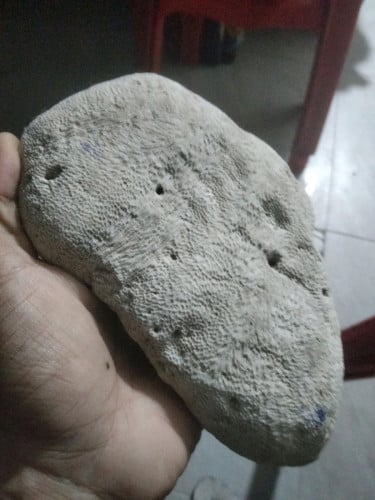 ផ្កាសមុទ្រ