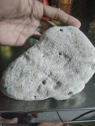 ផ្កាសមុទ្រ
