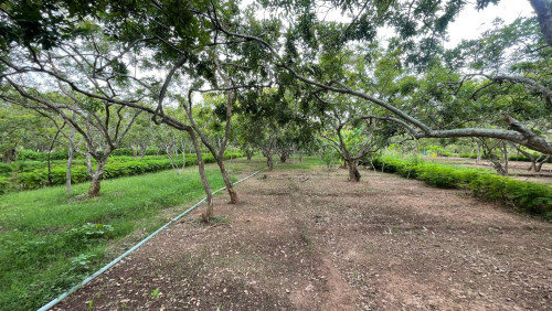 ដី ចំការមានលក់បន្ទាន់នៅកោះអណ្លុងចិន ក្រុងតាខ្មៅ