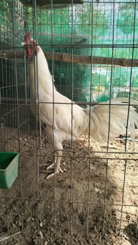 បក្សីប្រយុទ្ធផ្លែដែក។
