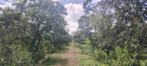 ដីចម្ការស្វាយលក់