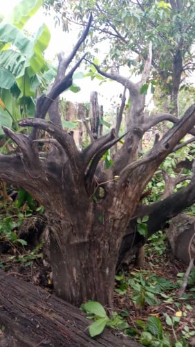 លក់