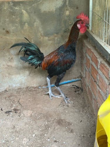 ស្ទាវ​5ខែ​ លក់60$​ ចចារបានខ្លះ
