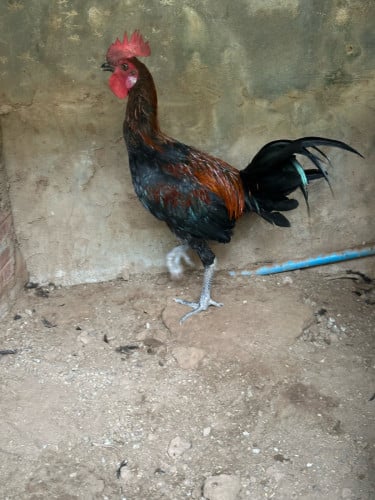ស្ទាវ​5ខែ​ លក់60$​ ចចារបានខ្លះ