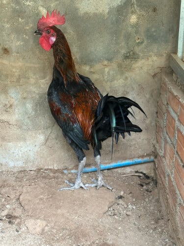 ស្ទាវ​5ខែ​ លក់60$​ ចចារបានខ្លះ