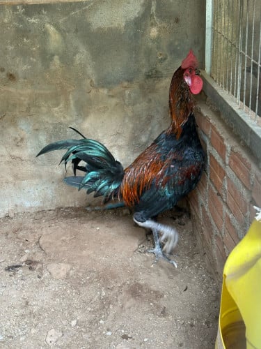 ស្ទាវ​5ខែ​ លក់60$​ ចចារបានខ្លះ