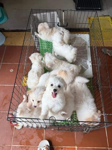 ដំណឹងស្វែករកប៉ាម៉ាក់ថ្មី🐶🤗