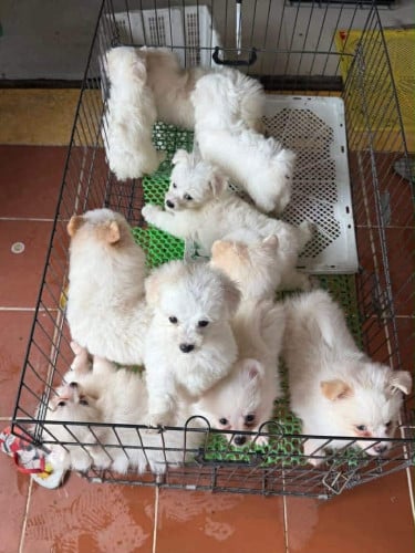 ដំណឹងស្វែករកប៉ាម៉ាក់ថ្មី🐶🤗
