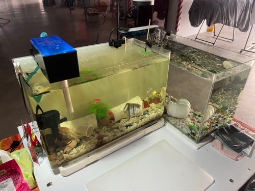 aquarium with fish