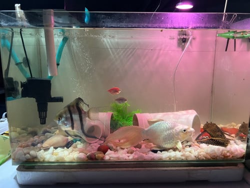 aquarium with fish