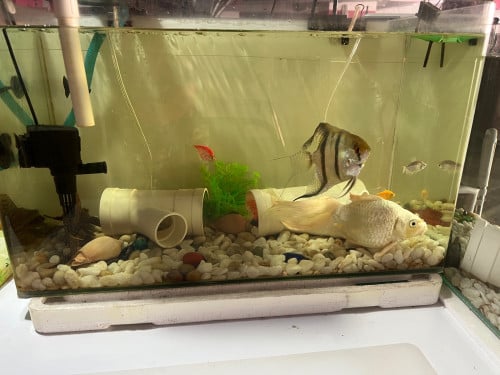 aquarium with fish
