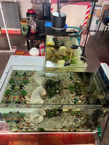 aquarium with fish