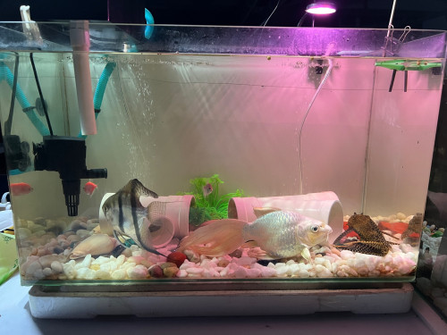 aquarium with fish