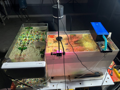 aquarium with fish