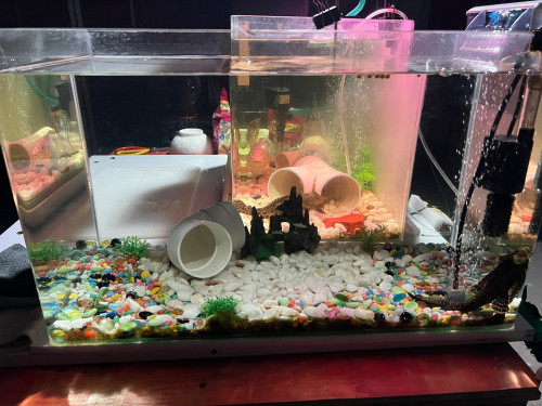 aquarium with fish