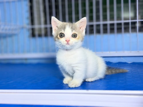 British shorthair cat