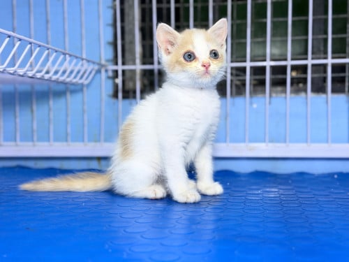 British shorthair cat