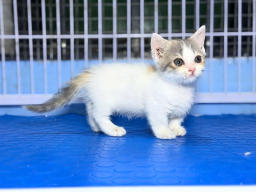 British shorthair cat