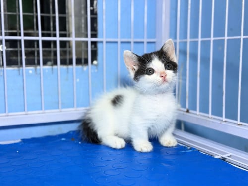 British shorthair cat
