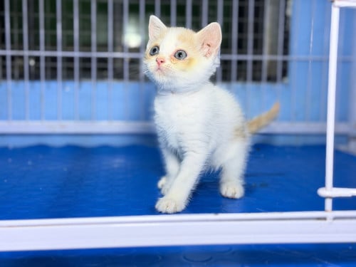 British shorthair cat