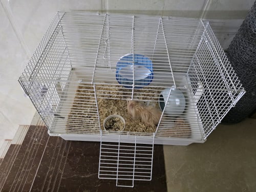 Hamster Bear រោមវែង