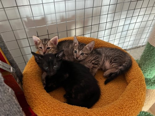 Kittens for sale