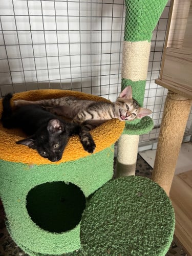 Kittens for sale