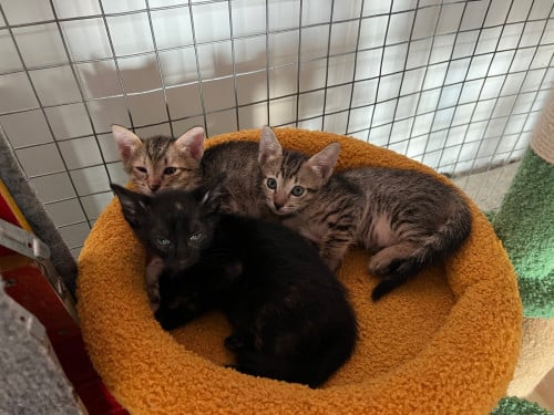 Kittens for sale