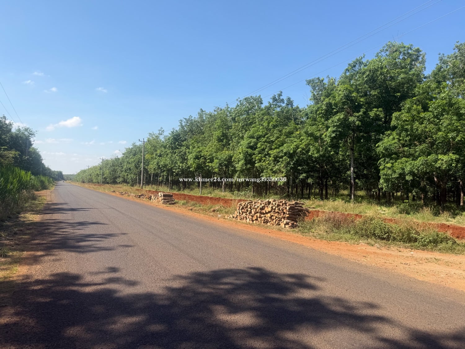 ចំការកៅស៊ូលក់បន្ទាន់