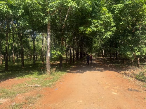 ចំការកៅស៊ូលក់បន្ទាន់
