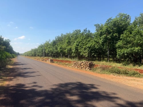 ចំការកៅស៊ូលក់បន្ទាន់